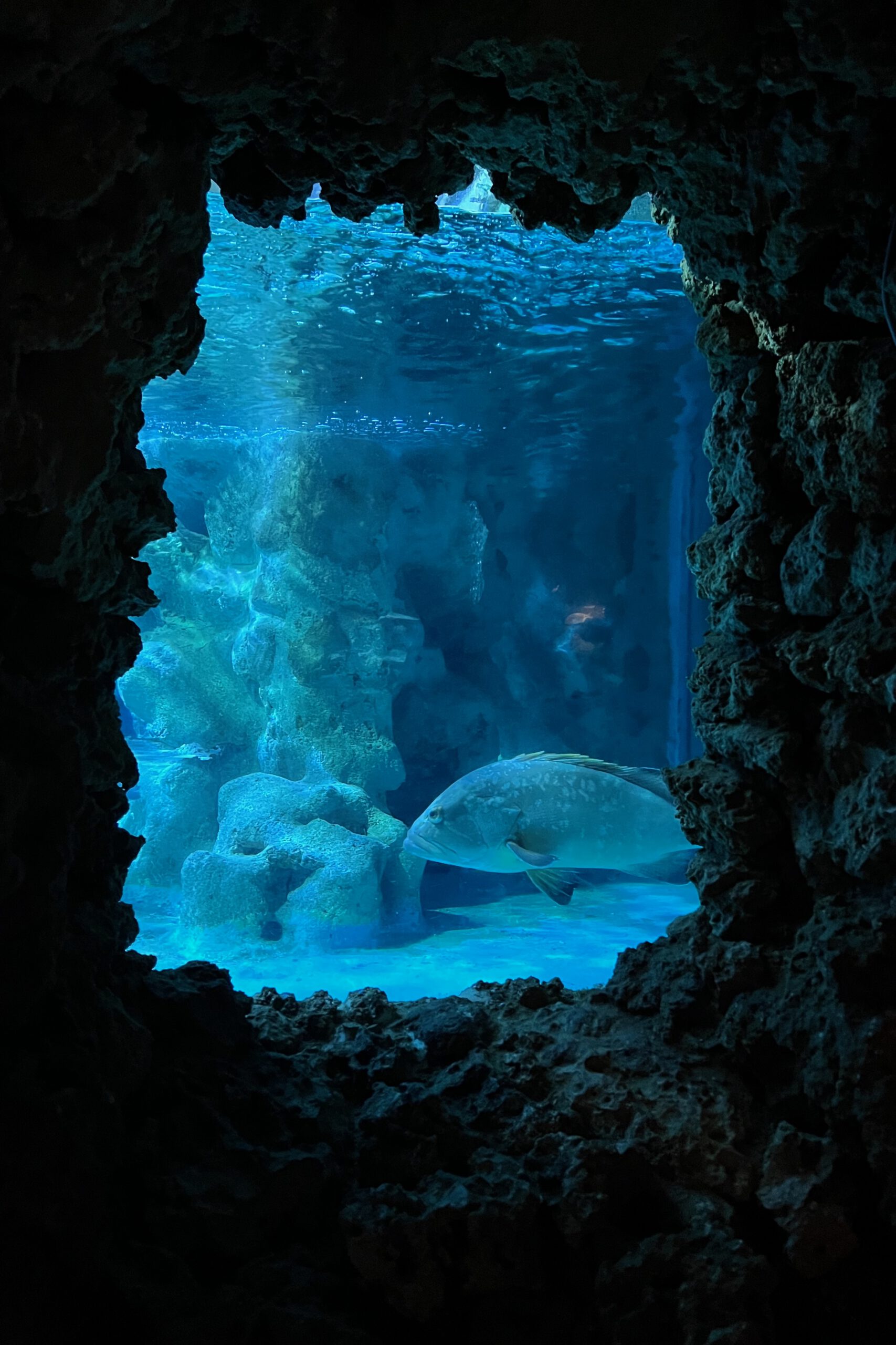 Aquarium5